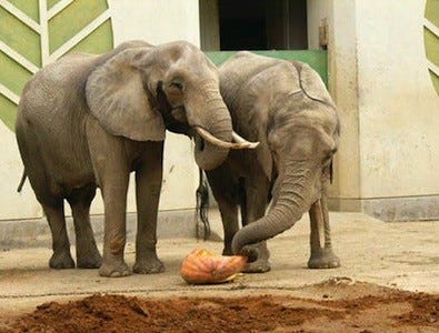 熊本県 熊本市動植物園で ゾウにカボチャをプレゼントする冬至イベント開催 マイナビニュース