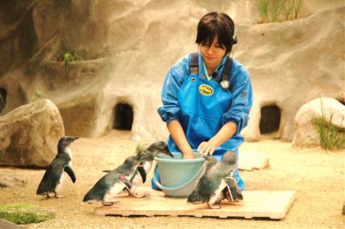 約160羽ものペンギンたち 長崎県 ペンギン水族館 ってどんなとこ マイナビニュース