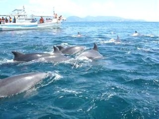 遭遇率100%!　熊本県天草で野生イルカの天然パフォーマンスに魅せられる