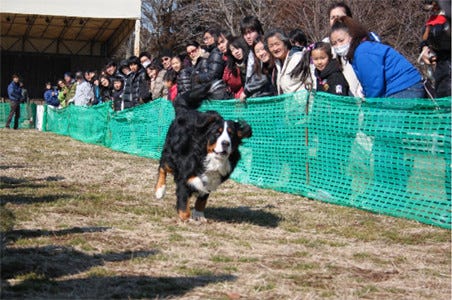 千葉県 成田ゆめ牧場で ワンコだらけの 犬祭り 開催 マイナビニュース