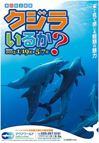 茨城県 大洗水族館で 野生のイルカに会いに行く企画展など開催 マイナビニュース