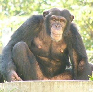 北海道・札幌市円山動物園のチンパンジーが北京動物園に婿入り