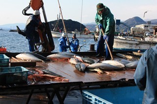 京都府伊根町極寒の日本海で育った「伊根ぶり」がうまい