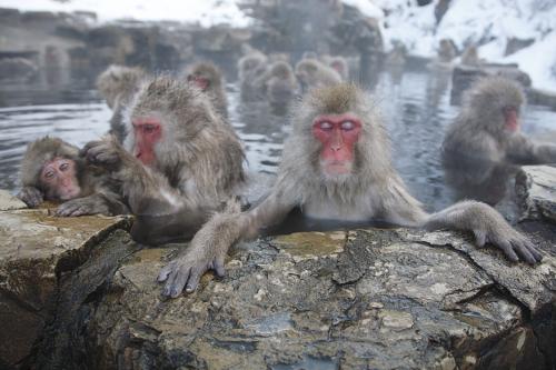 長野県では世界で唯一 温泉に入る野生のサルが間近で見られる マイナビニュース
