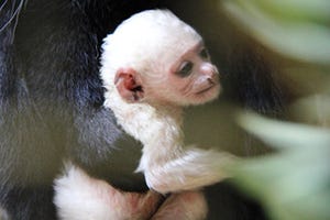 神奈川県・よこはま動物園ズーラシアで、真っ白なサルの赤ちゃん誕生