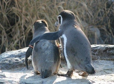 東京都 葛西臨海水族園でペンギンや魚の 恋の駆け引き を知る限定ツアー マイナビニュース