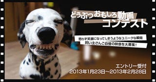 飼い主自慢の映像を募集 どうぶつおもしろ動画コンテスト 開催 マイナビニュース