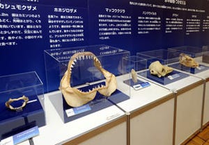 東京都・上野動物園で、動物の"歯"を展示する「歯歯歯展」開催