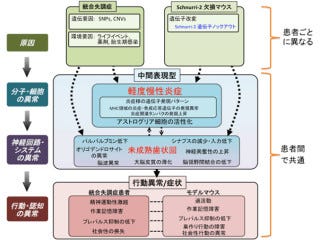 統合失調症は脳の慢性炎症が要因の1つの可能性がある 生理研など マイナビニュース