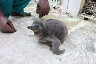 神奈川県・よこはま動物園ズーラシアで、フンボルトペンギンの卵が孵化