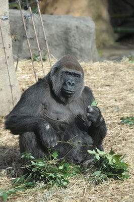 東京都 上野動物園のニシローランドゴリラが妊娠 出産は5月頃の予定 マイナビニュース