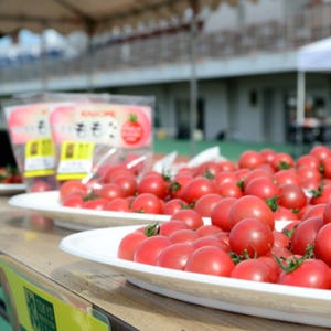 「東京マラソン2013」でトマトを提供 - 一足先に体験したランナーの反応は?
