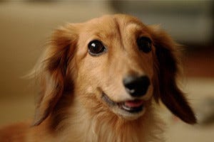 かわいい子にはしつけを 日本の犬について日本在住の外国人に聞いてみた マイナビニュース