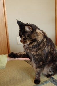 猫に お手 を覚えさせるスゴ技があった マイナビニュース