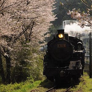 静岡県の大井川鐵道、桜の開花時期に合わせてSLを大幅増発