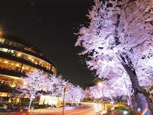 東京都・六本木で、都心の春を満喫できる「Midtown Blossom 2013」開催