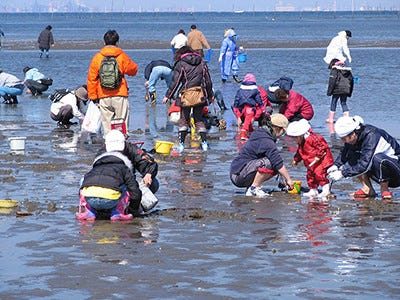あさりやはまぐりがうまい 千葉県富津海岸の潮干狩り場が3月16日よりオープン マイナビニュース