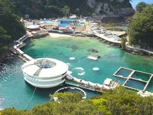 静岡県・下田海中水族館に新施設「クラリウム」 -クラゲと音と香りで癒やす