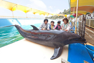 三重県でイルカと遊べる「春の鳥羽湾めぐりとイルカまつり」開催