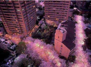 東京都港区のアークヒルズで「桜まつり」!　マルシェにカレーに音楽も
