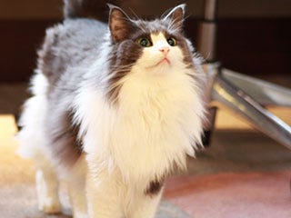 東京都内のオススメ猫カフェ一覧 マイナビニュース