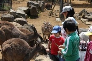 ロバやカンガルーの飼育体験をしよう!　静岡県・伊豆シャボテン公園で実施