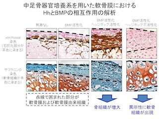 東大 軟骨細胞シートを作成して効率よく 硝子様軟骨組織 の再生に成功 Tech