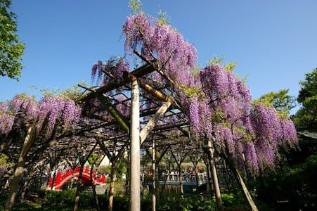 東京都台東区 亀戸天神社で 藤まつり 開催 100株以上 ライトアップも マイナビニュース