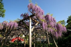 東京都台東区・亀戸天神社で「藤まつり」開催 -100株以上、ライトアップも