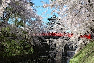 東北の桜はこれから!　絶対に見逃せない東北の「夢の桜街道」とは?