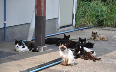 人口50人 猫50匹の猫パラダイス 長崎県五島列島 黄島 マイナビニュース