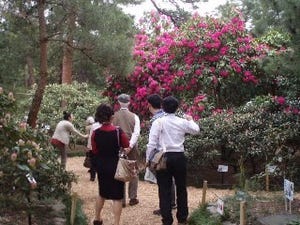 滋賀県・村田製作所八日市事業所の「しゃくなげ園」、期間限定で一般公開