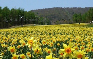 栃木県・マウントジーンズ那須が、100種類30万球が咲く「水仙パーク」に