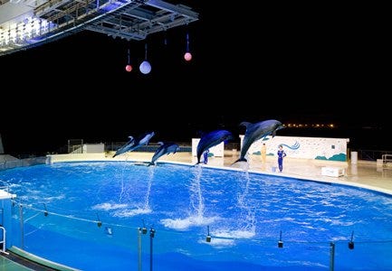 福岡県 マリンワールド海の中道 で 夜の水族館 が開催 マイナビニュース