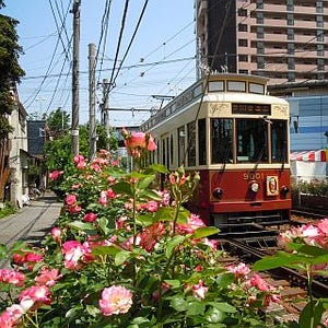 東京都交通局、都電荒川線9001号が特別電車「都電バラ号」に