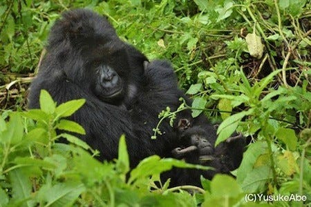 東京都 上野動物園で ゴリラフェスタ 開催 飼育担当者らがガイド マイナビニュース