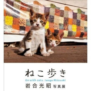 東京都・日本橋で、222点の猫写真を堪能できる展覧会「ねこ歩き」開催!