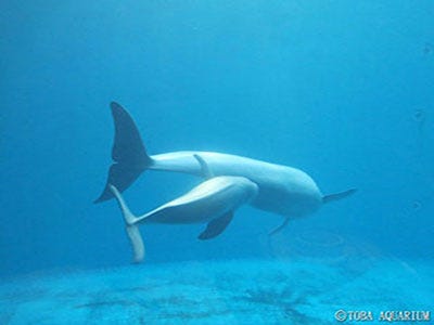 三重県の水族館で ハクジラの仲間 スナメリ の赤ちゃん誕生 マイナビニュース