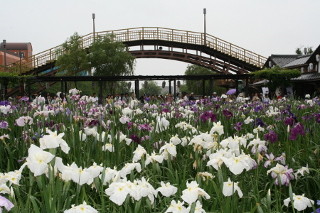 茨城県で100万のあやめ・菖蒲が咲く「水郷潮来あやめまつり」。嫁入り舟も