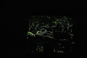 東京都・足立区生物園で幻想的なホタルの光を鑑賞 -「ホタル見night!」開催