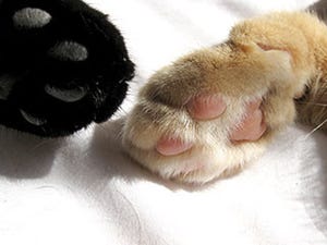 指が6本ある猫、「ヘミングウェイ・キャット」って知ってる?