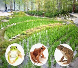 カエルの卵にそっくりなスープを飲める 京都水族館でカエル展が開催 マイナビニュース