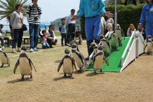 長崎ペンギン水族館で、フンボルトペンギンのヨチヨチお散歩、公開中!