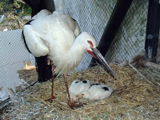 ニホンコウノトリのヒナが誕生!-東京都・多摩動物公園