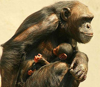 10年ぶりの快挙 チンパンジーの赤ちゃん誕生 宮城県 八木山動物公園 マイナビニュース