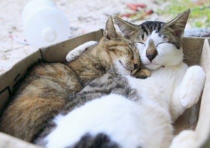 なぜ日本全国に人と猫が共存する 猫の島 がたくさんあるのか マイナビニュース