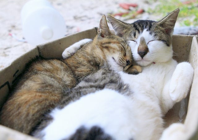 なぜ日本全国に人と猫が共存する 猫の島 がたくさんあるのか マイナビニュース