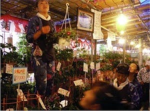 東京都台東区の入谷鬼子母神で「朝顔市」開催 -120軒の朝顔業者が連なる