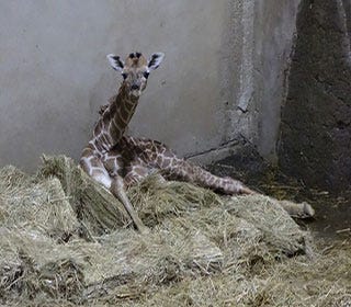 愛知県の動物園で アミメキリンの赤ちゃん誕生 マイナビニュース