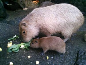 静岡県の伊豆シャボテン公園でカピバラの赤ちゃん3頭が誕生!